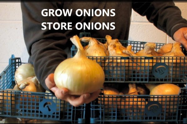 Omg onion com